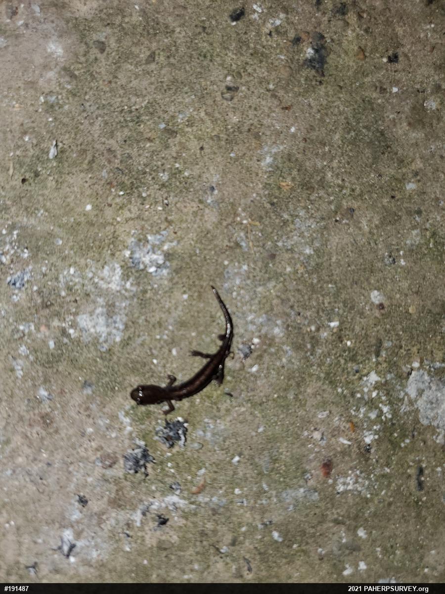 Eastern Red-backed  Salamander