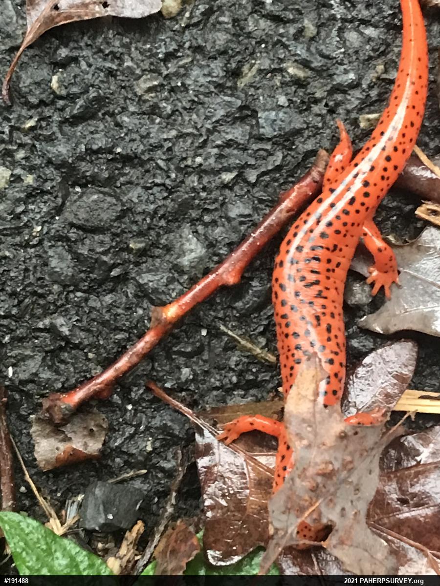 Northern Red Salamander