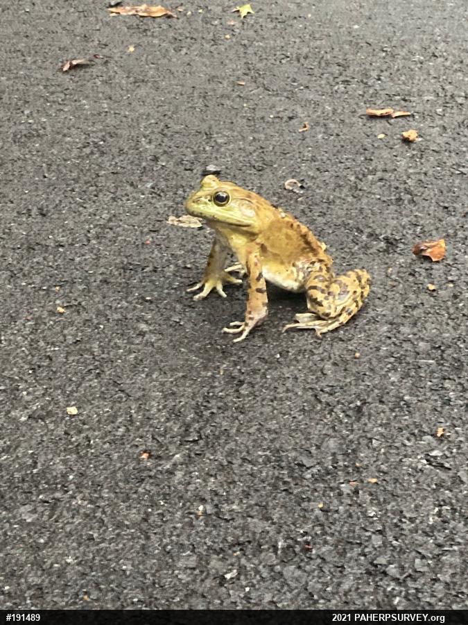 American Bullfrog