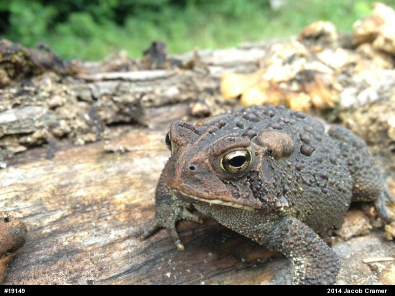 Eastern American Toad