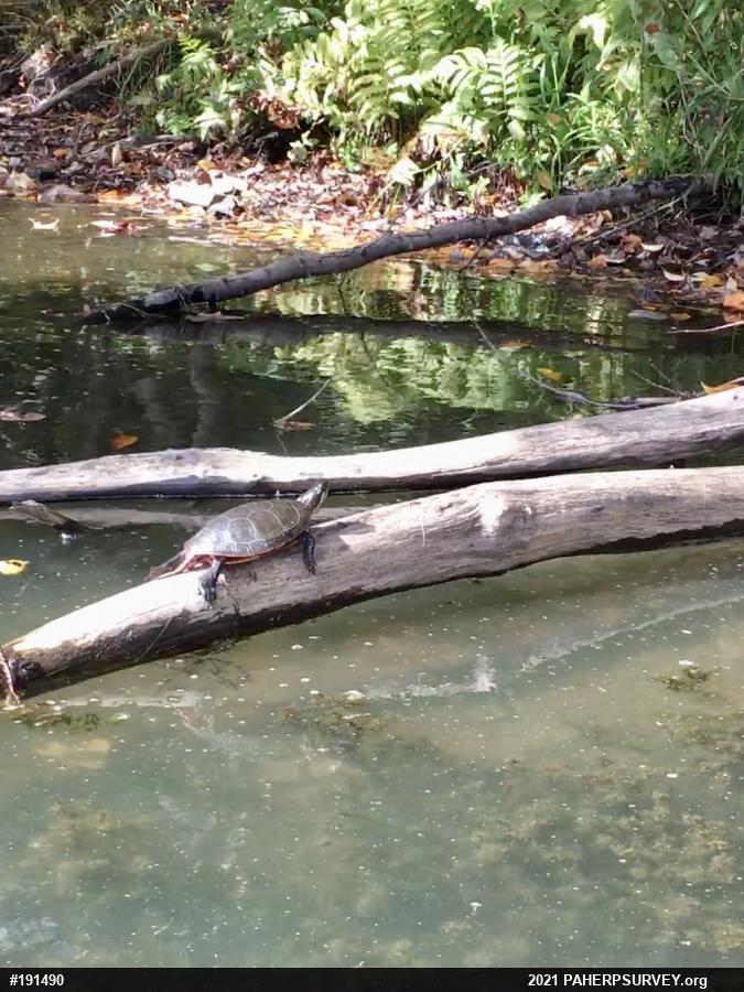 Midland Painted Turtle
