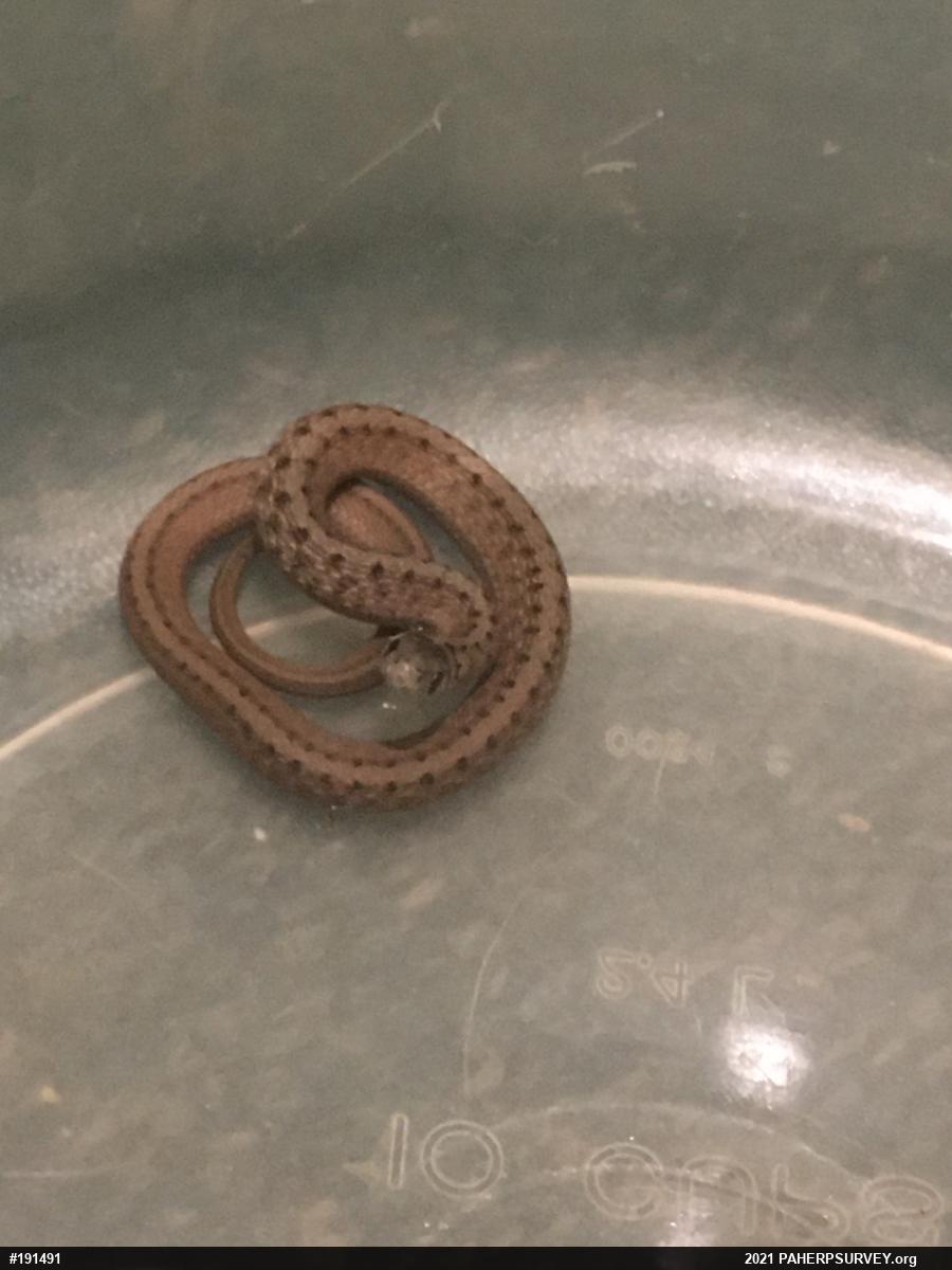 Dekay's Brownsnake