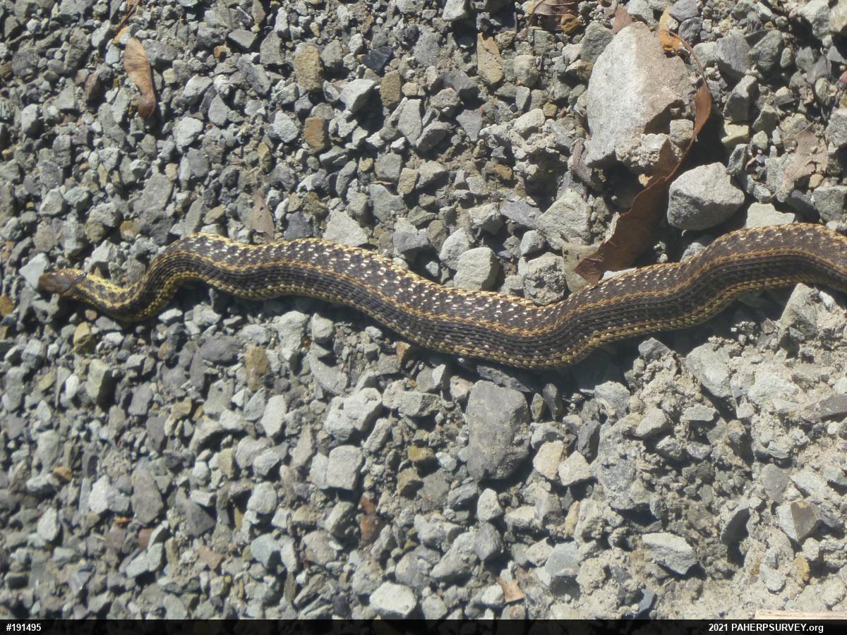 Eastern Gartersnake
