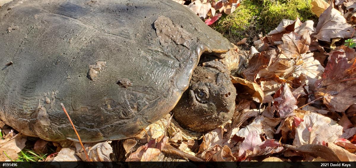 Snapping Turtle