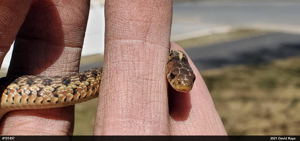 Eastern Gartersnake