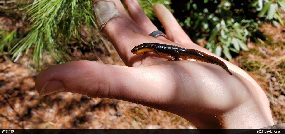 Red-spotted Newt