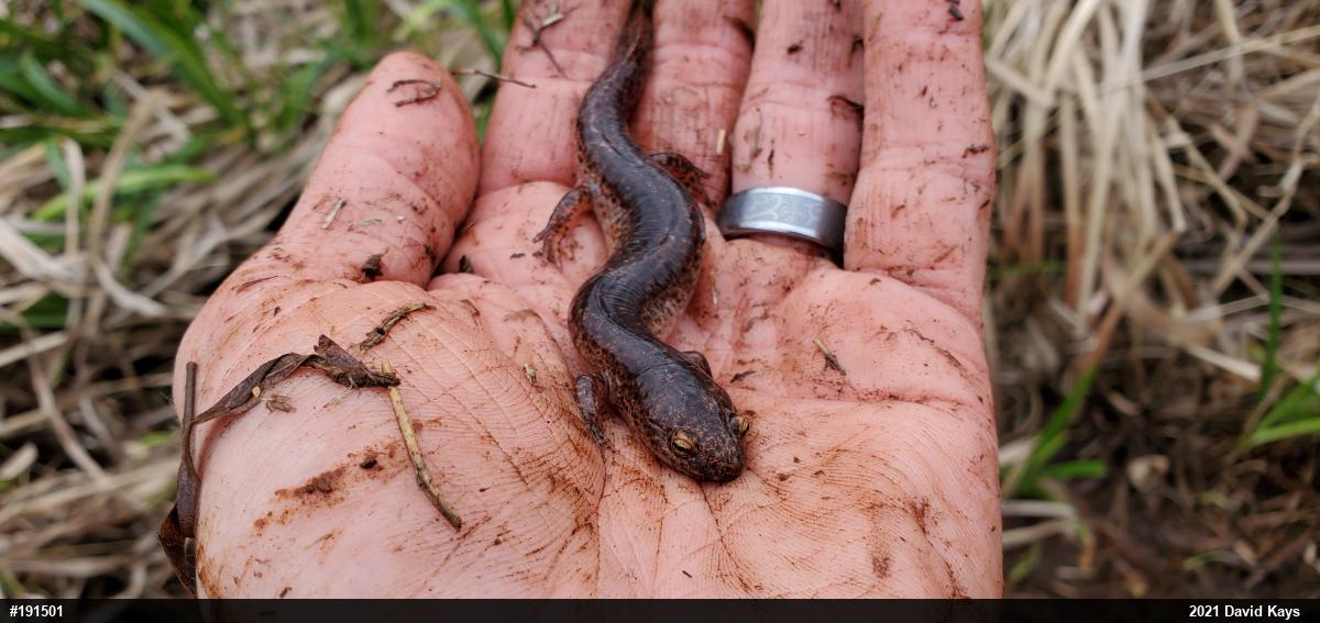 Northern Red Salamander