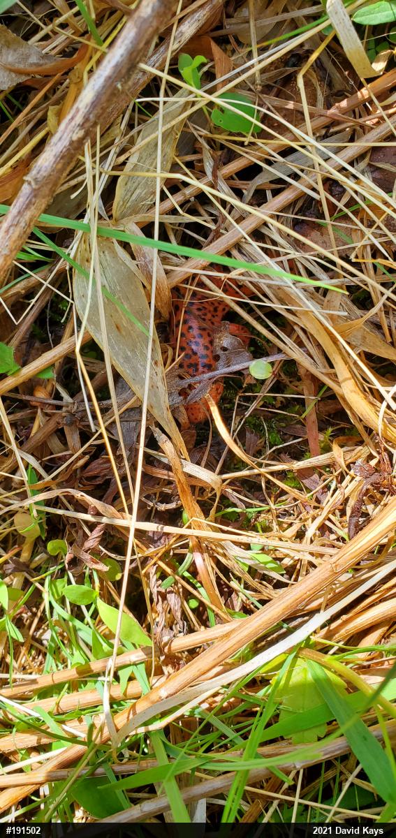 Northern Red Salamander