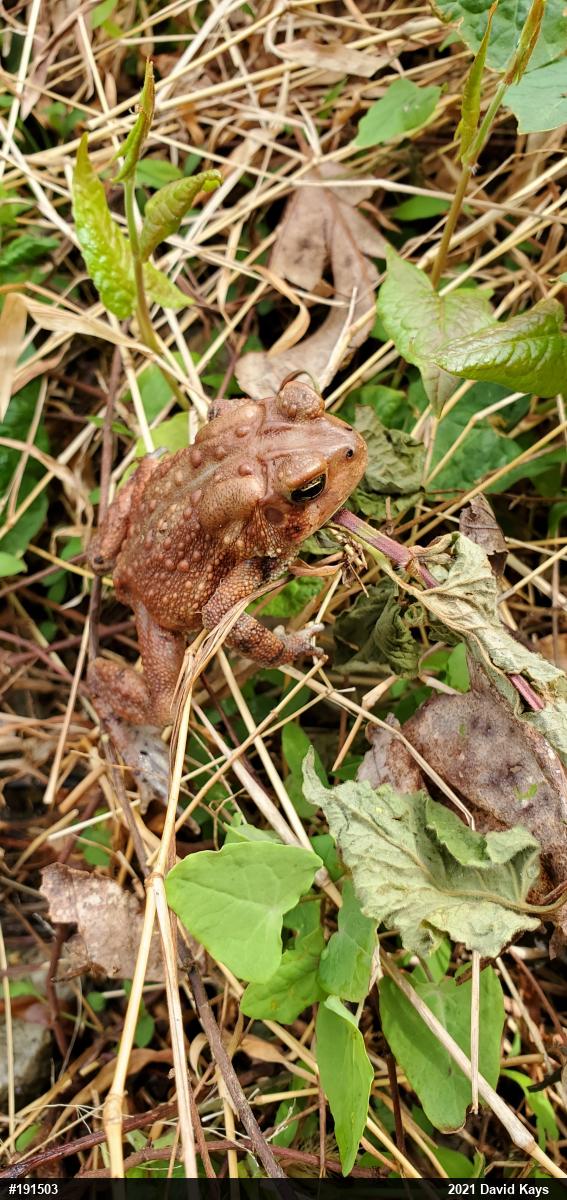 Eastern American Toad