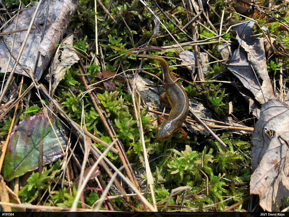 Red-spotted Newt