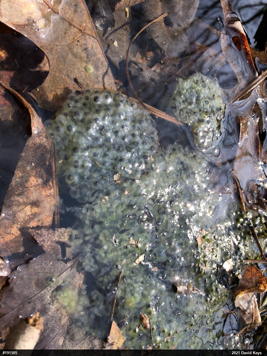 Spotted Salamander