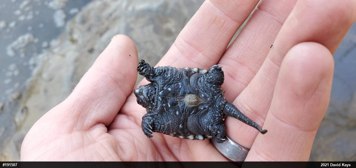 Snapping Turtle