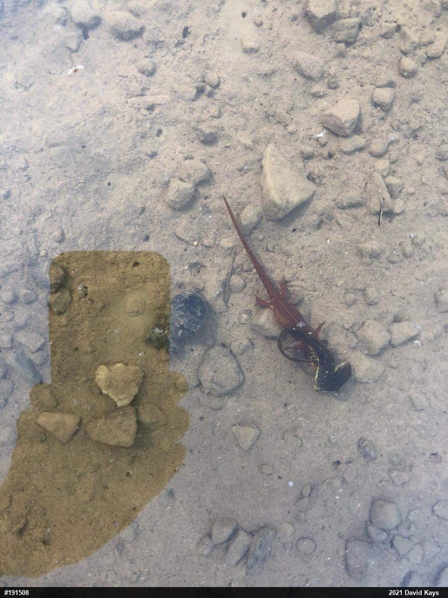Red-spotted Newt
