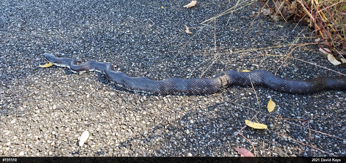 Eastern Ratsnake