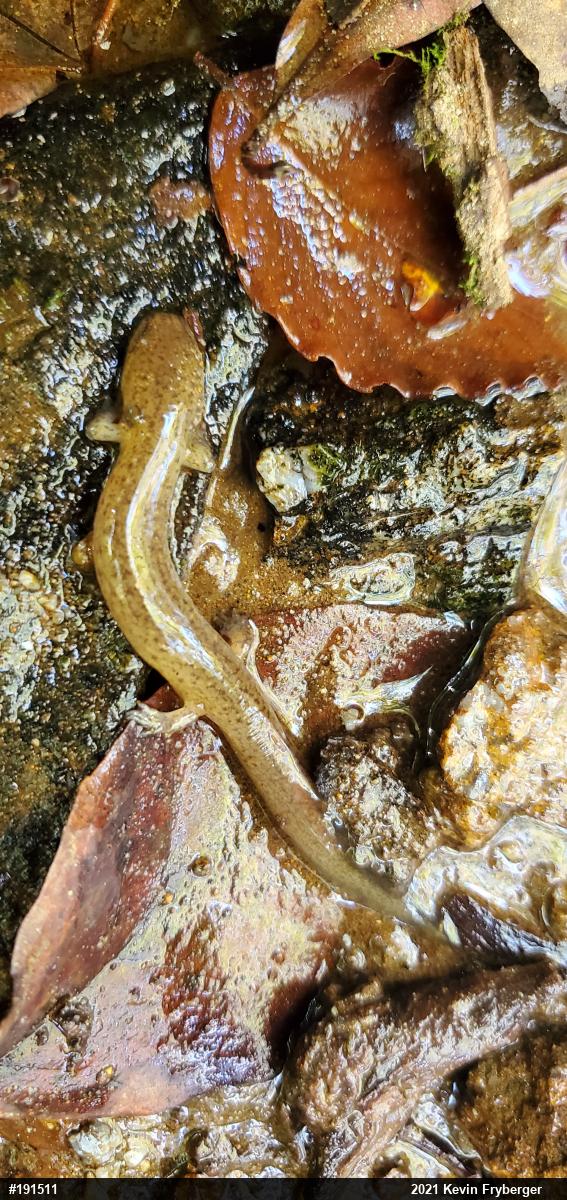 Northern Red Salamander