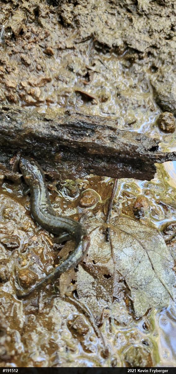 Northern Dusky Salamander