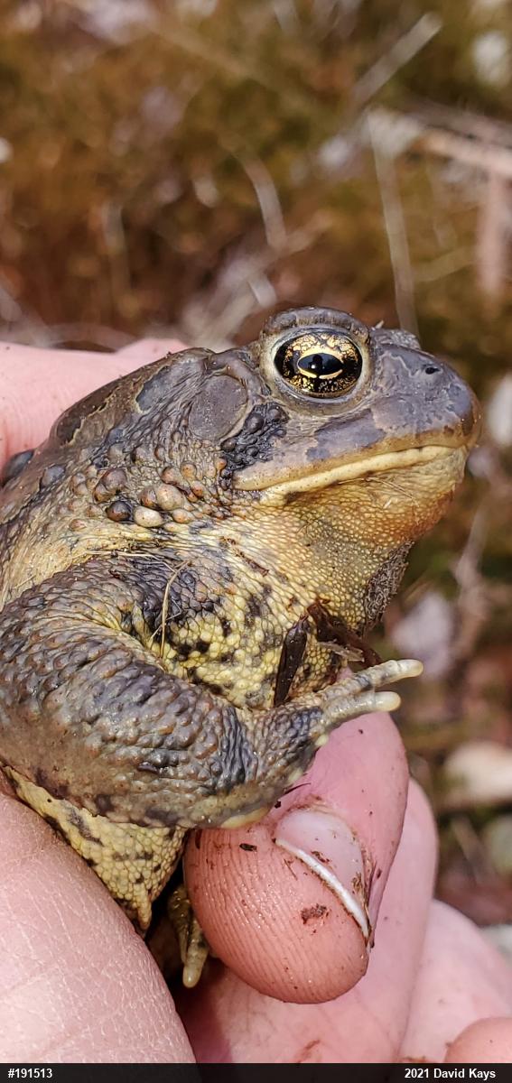 Eastern American Toad