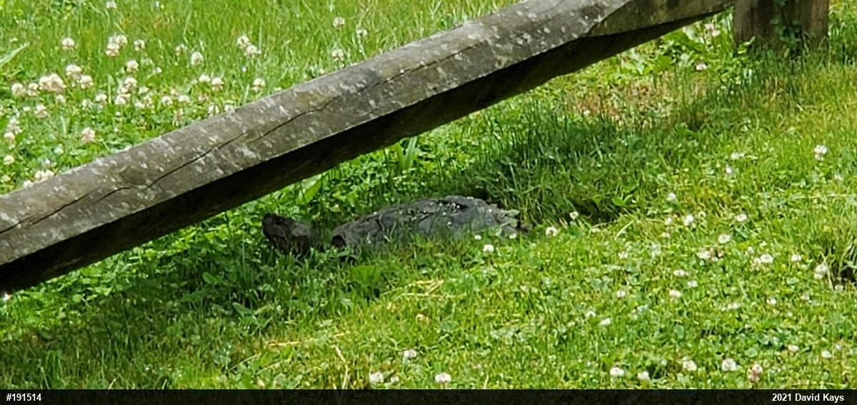 Snapping Turtle