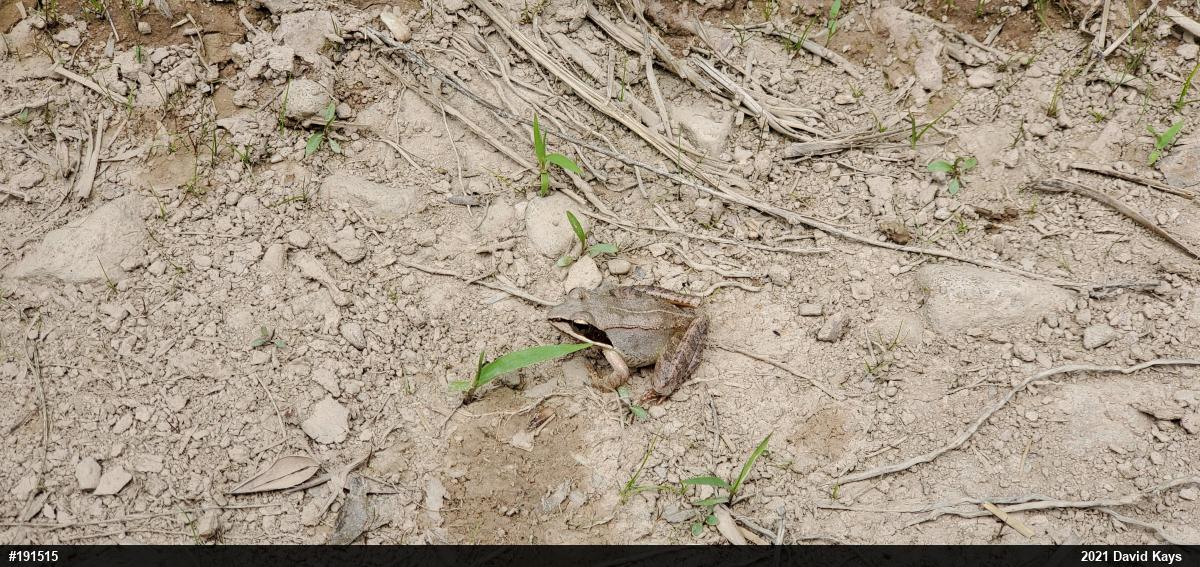 Wood Frog