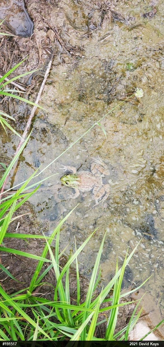 Green Frog
