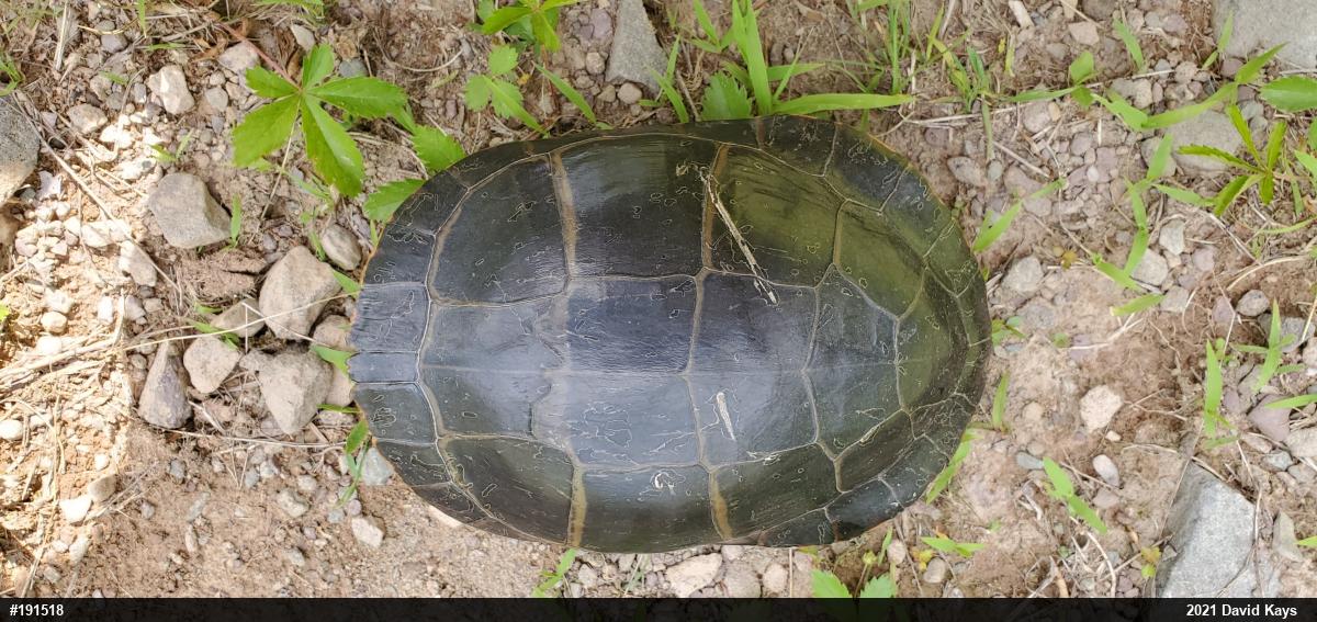 Eastern Painted Turtle