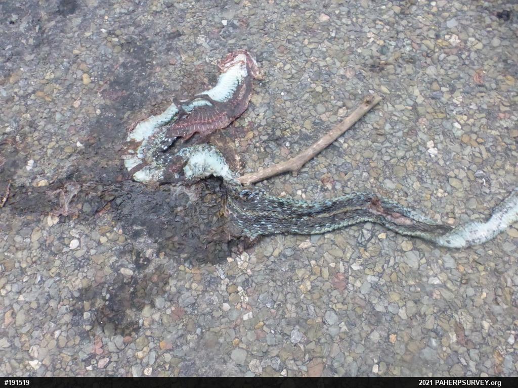 Eastern Gartersnake
