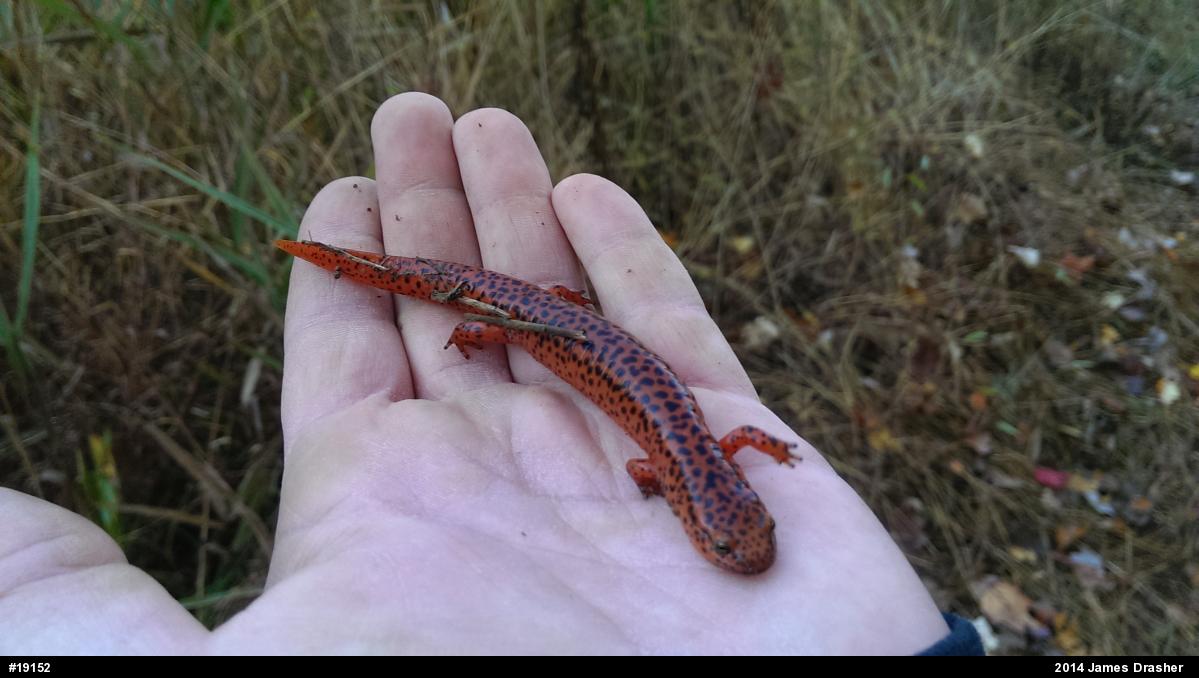 Northern Red Salamander