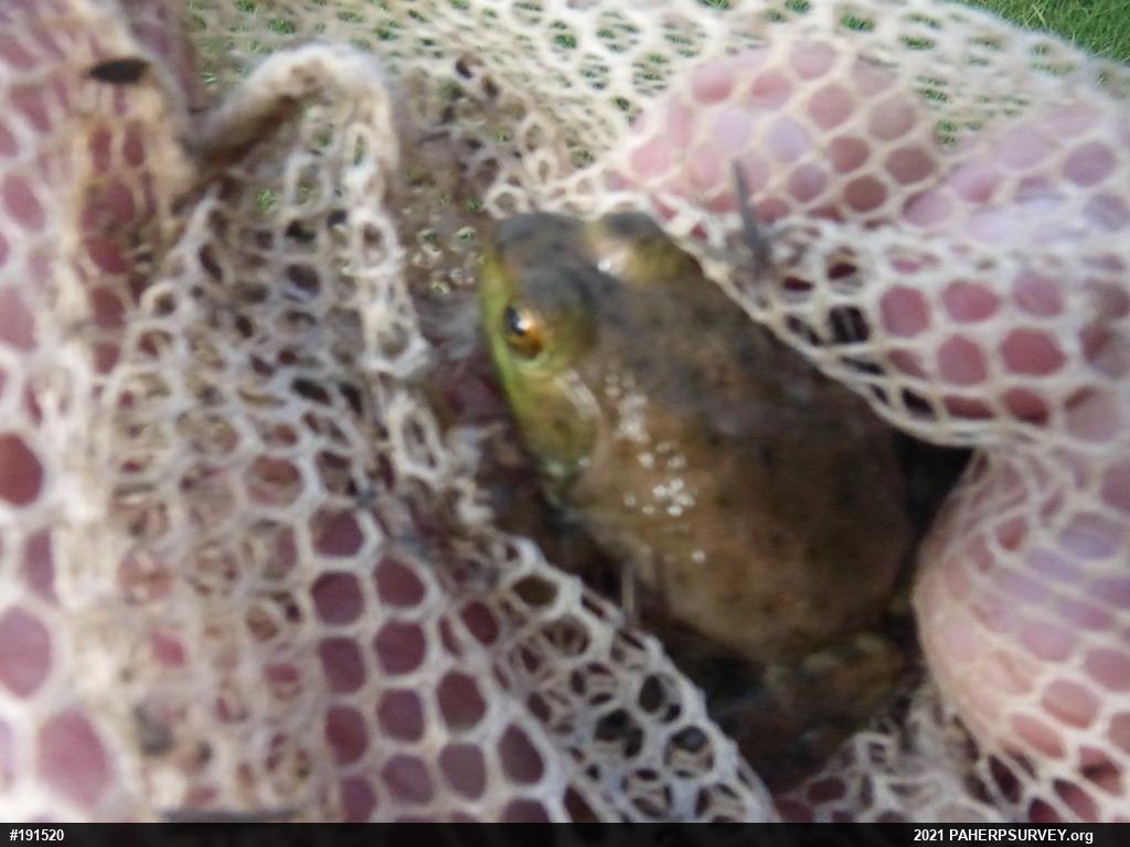 American Bullfrog
