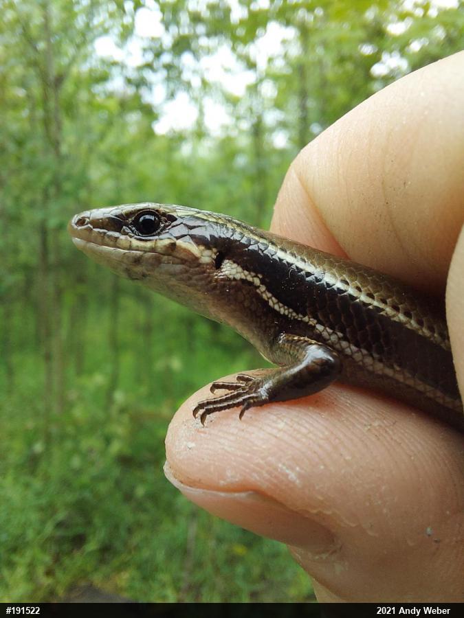 Northern Coal Skink