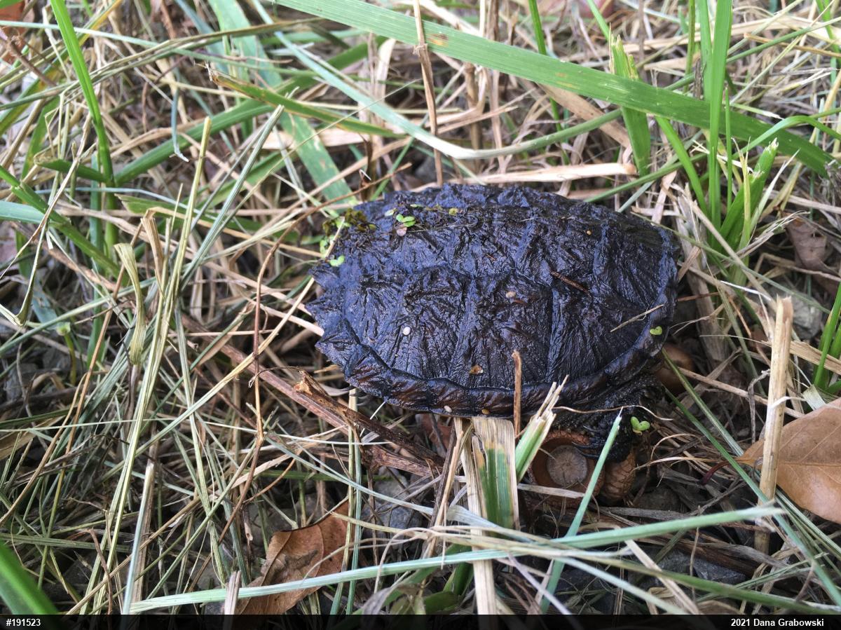 Snapping Turtle