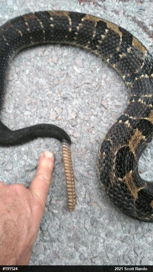 Timber Rattlesnake