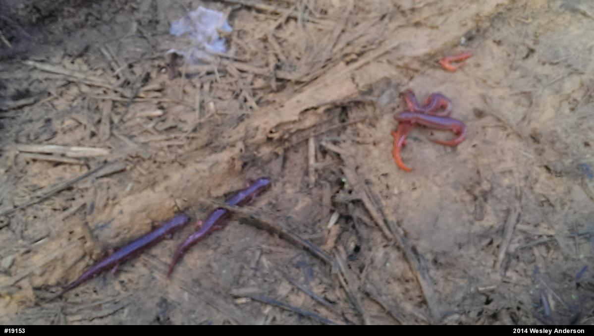 Northern Red Salamander
