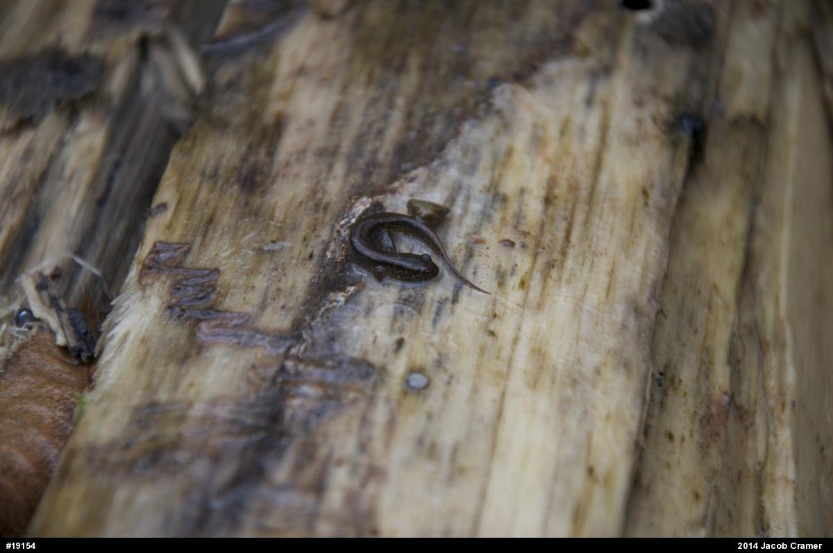 Dusky Salamanders