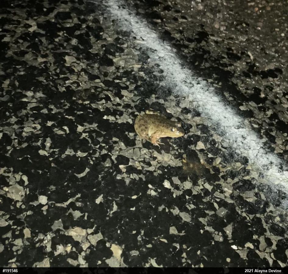 American Bullfrog