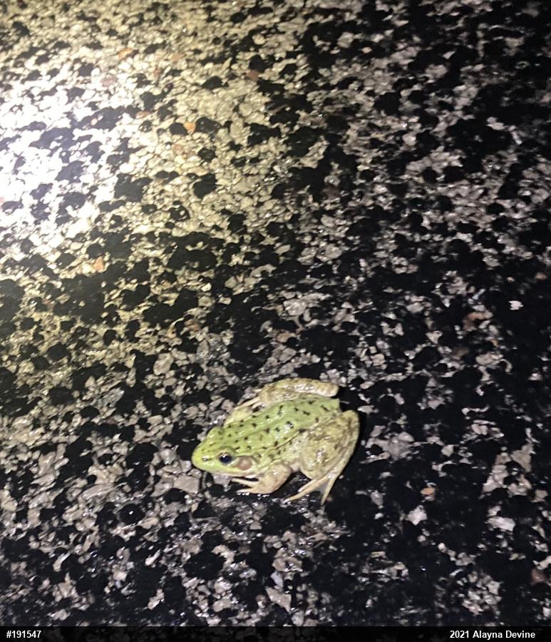 Green Frog