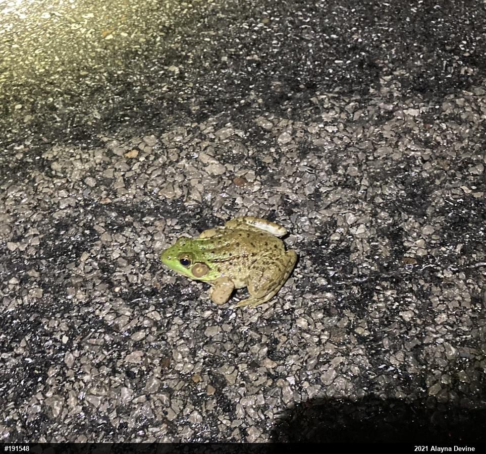 Green Frog