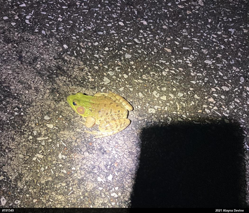 Green Frog