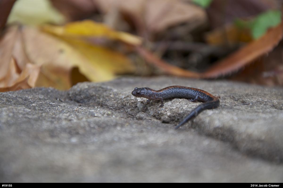 Eastern Red-backed  Salamander