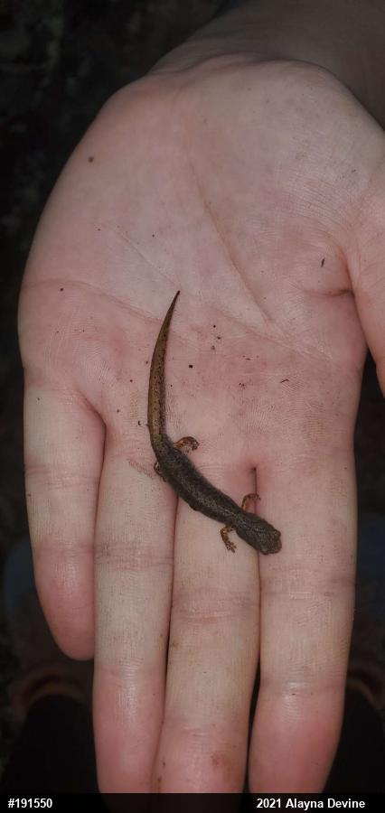 Four-toed Salamander