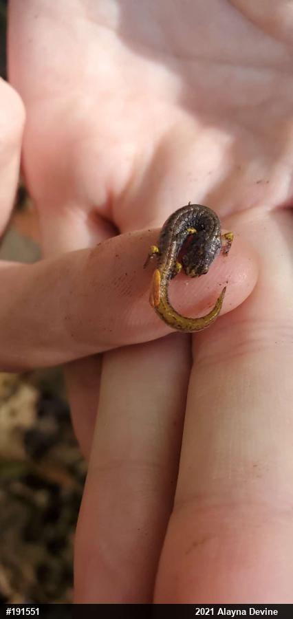 Four-toed Salamander