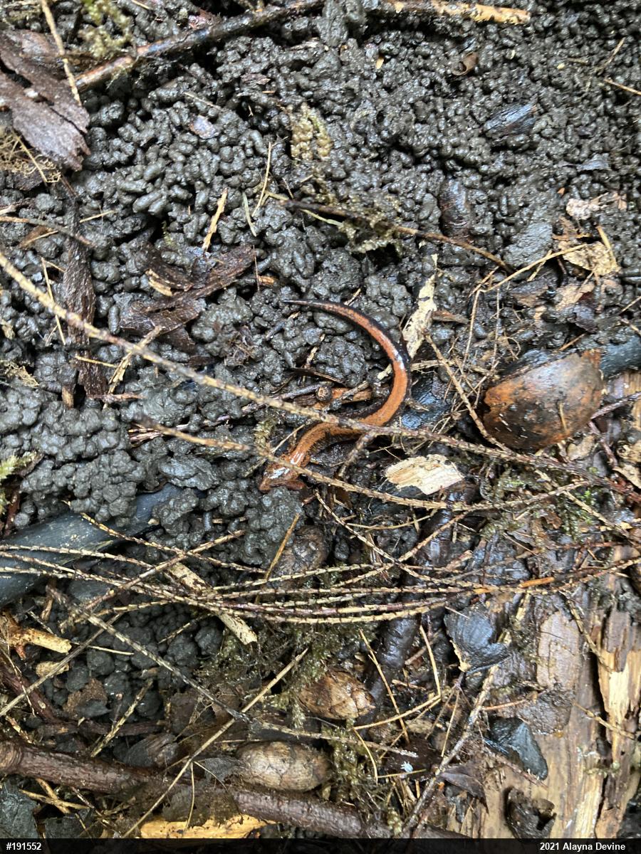Eastern Red-backed  Salamander