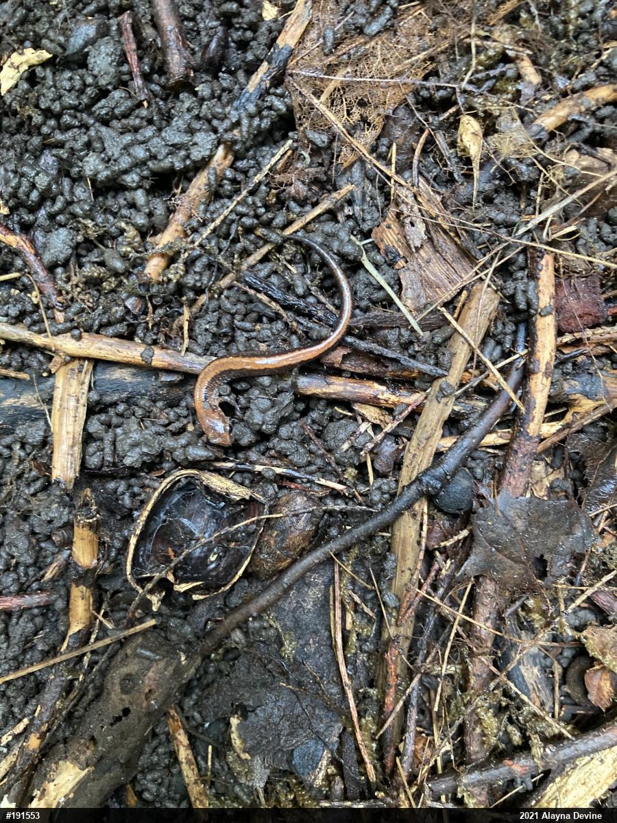Eastern Red-backed  Salamander