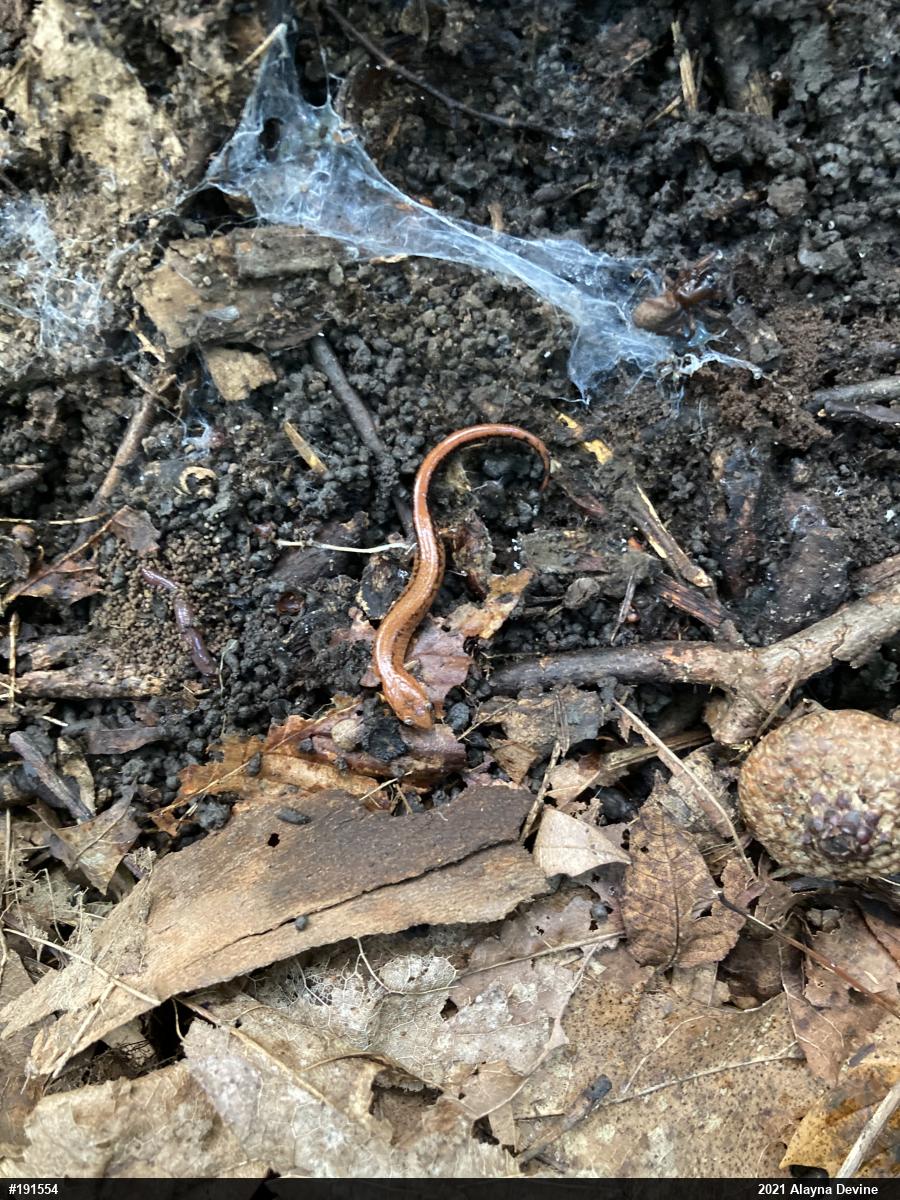 Eastern Red-backed  Salamander