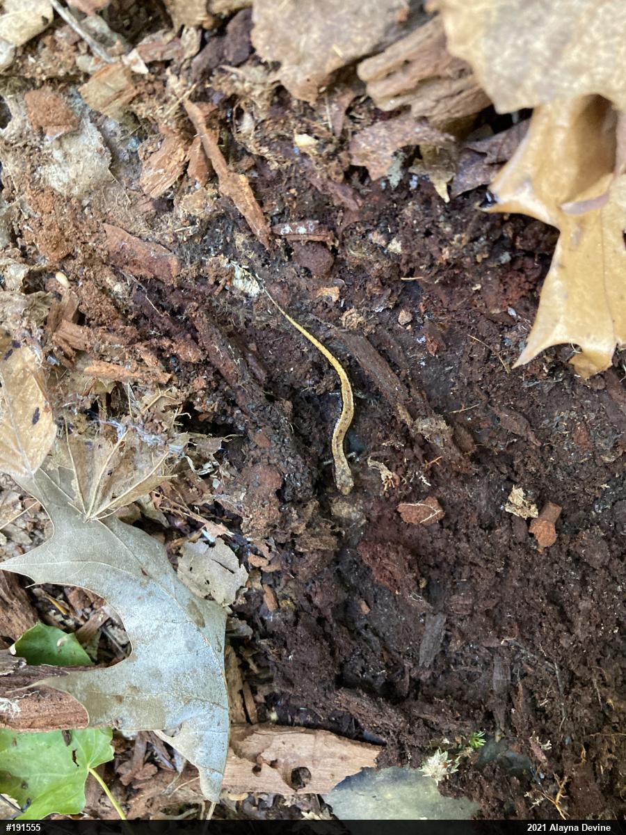 Allegheny Mountain Dusky Salamander