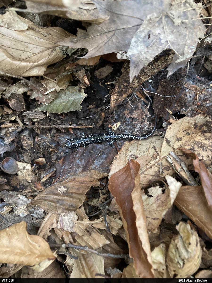 Northern Slimy Salamander