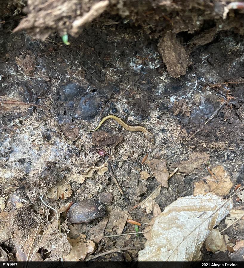 Allegheny Mountain Dusky Salamander