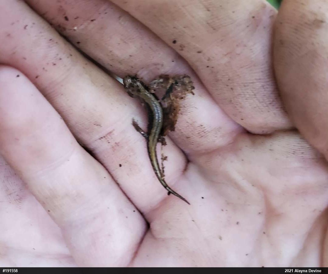 Allegheny Mountain Dusky Salamander