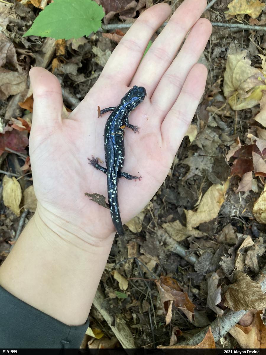 Northern Slimy Salamander