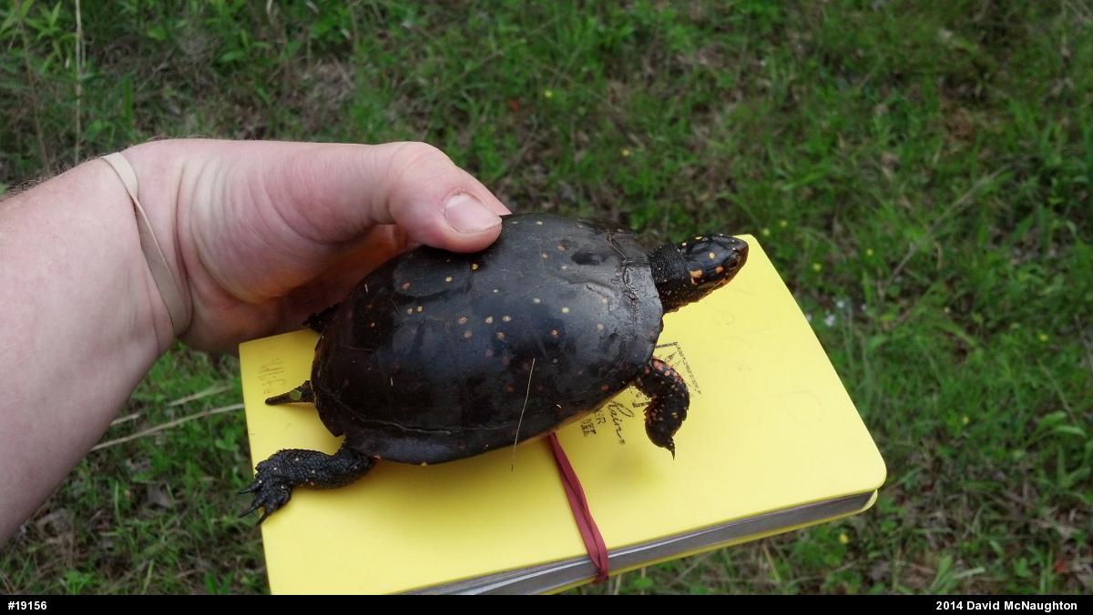 Spotted Turtle