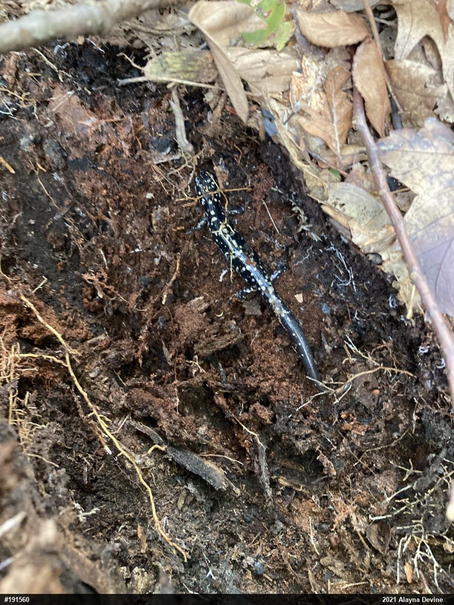 Northern Slimy Salamander